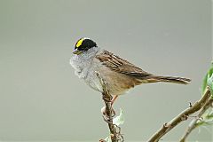 Golden-crowned Sparrow